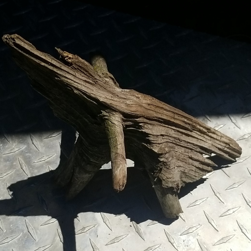 Drift Wood - Picture 1 of 5